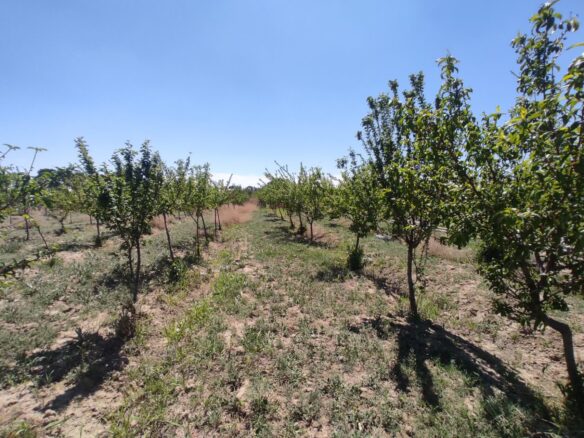 املاک فردیس