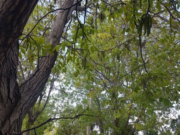 املاک فردیس